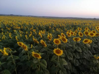 Suncokret