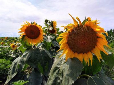 Sunflower