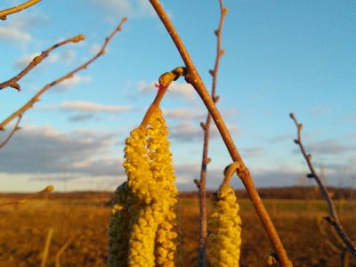 Hazelnuts