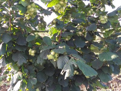 Hazelnuts