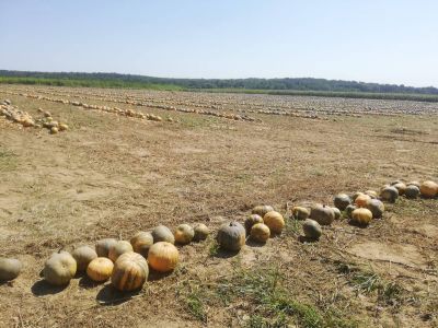 Pumpkin