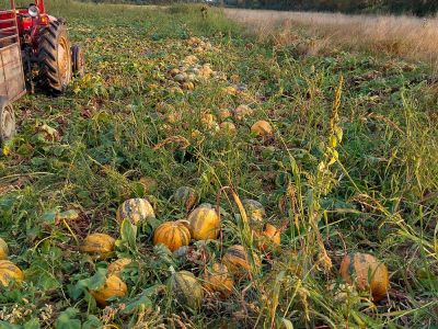 Pumpkin
