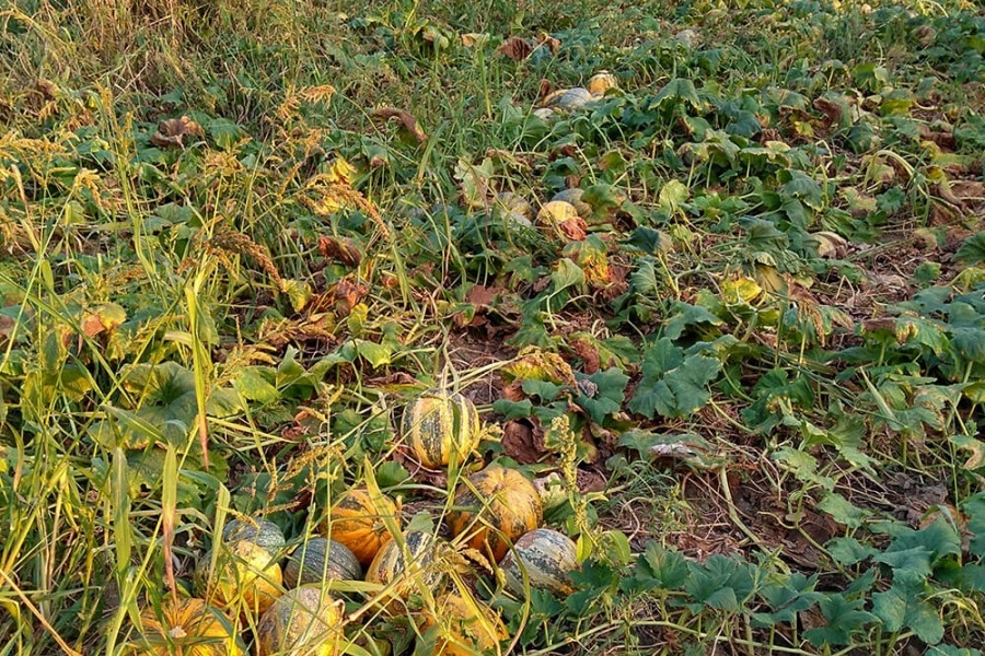 Pumpkin