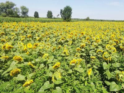 Sonnenblume