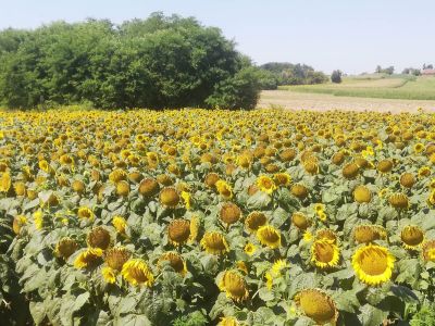 Sonnenblume