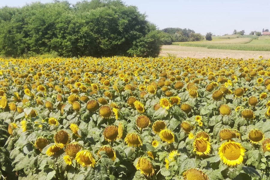 Sonnenblume