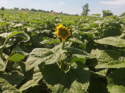 Sonnenblume
