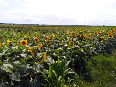 Sonnenblume