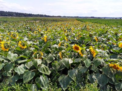 Sonnenblume