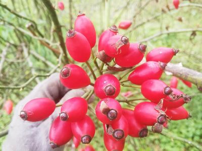 Rose hip