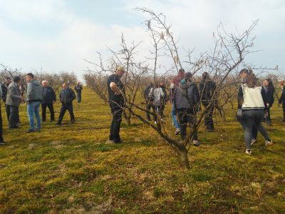 Stručna predavanja i pokazna rezidba lijeske, Daruvar, 1. ožujka 2019