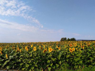 Lješnjaci i hladno prešana ulja Lješnjaci i hladno prešana ulja