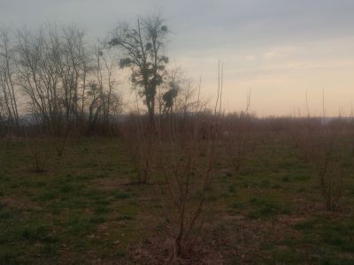 Stručna predavanja i pokazna rezidba lijeske, Daruvar, 1. ožujka 2019