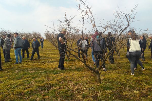 Fachvorträge und die Zeigbeschneidung des Haselnussbaums, Daruvar, 1. März 2019